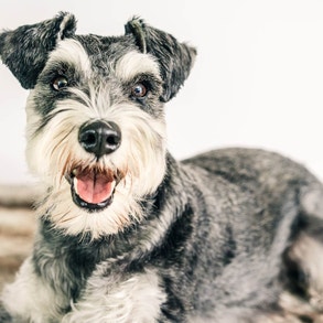 Schnauzer