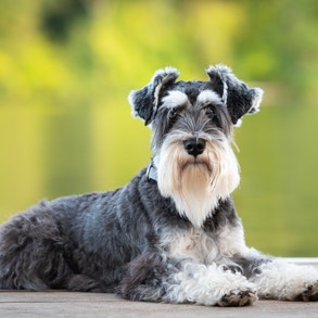 Perro Schnauzer