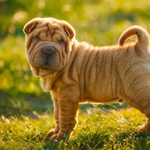 perro sharpei