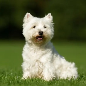 Perro Westie