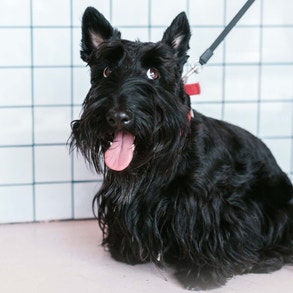 Scottish Terrier