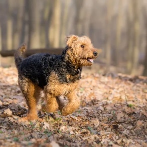 Perro Airedale Terrier