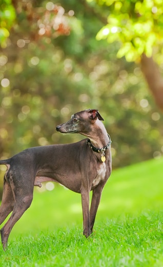 /sites/g/files/fnmzdf7926/files/2025-08/Italian%20greyhound%20.jpg