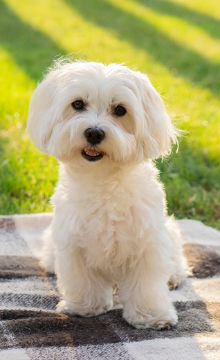 /sites/g/files/fnmzdf7926/files/2025-08/Maltese%20.jpg