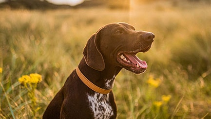 Cómo acabar con el mal aliento de los perros