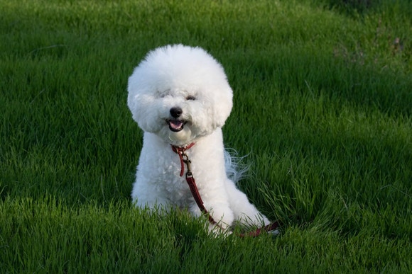 Un Bichon Frise sentado en la campo