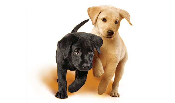 ¿Estás preparado para tener un perro?