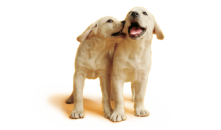 Cuidados de tu perro (higiene)