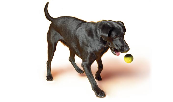 Entrenamiento de perro