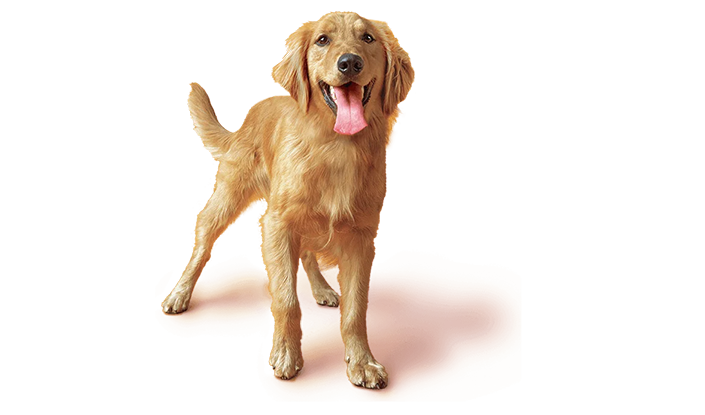 Alimentación de tu perro