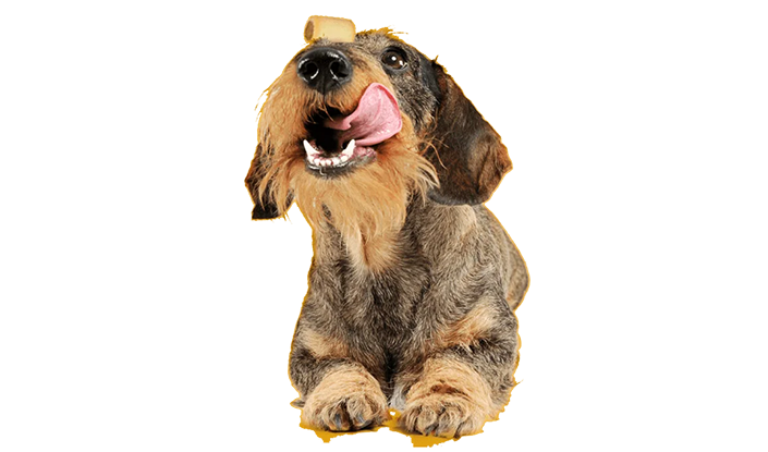 Cómo mantener a tu perro sano (salud)