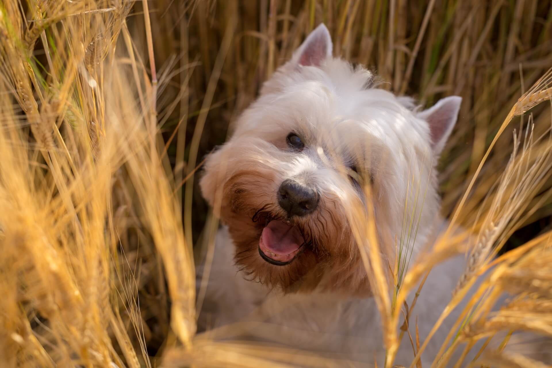 Un Cairn Terrier sentado en un campo de cebada
