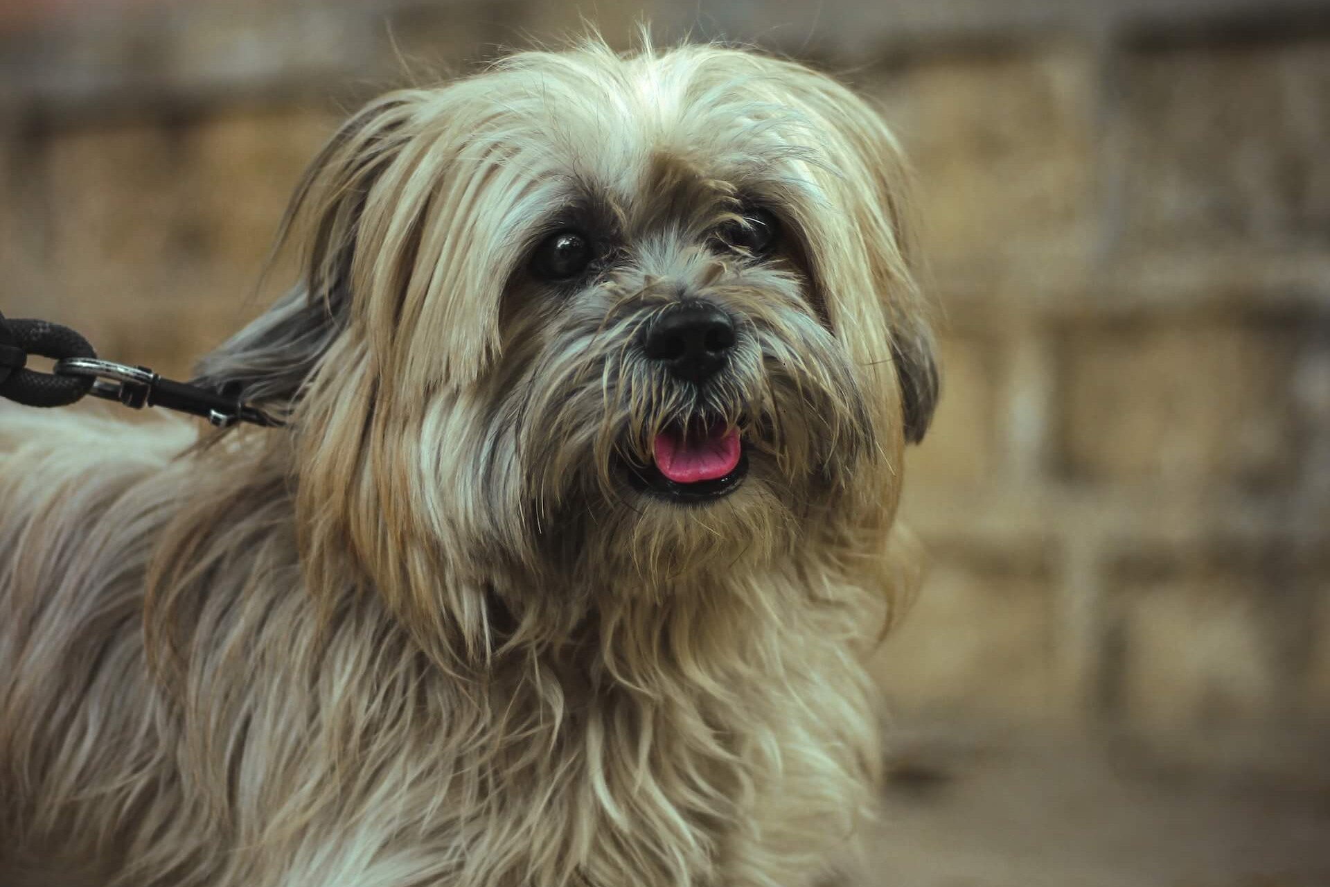 Un Lhasa Apso