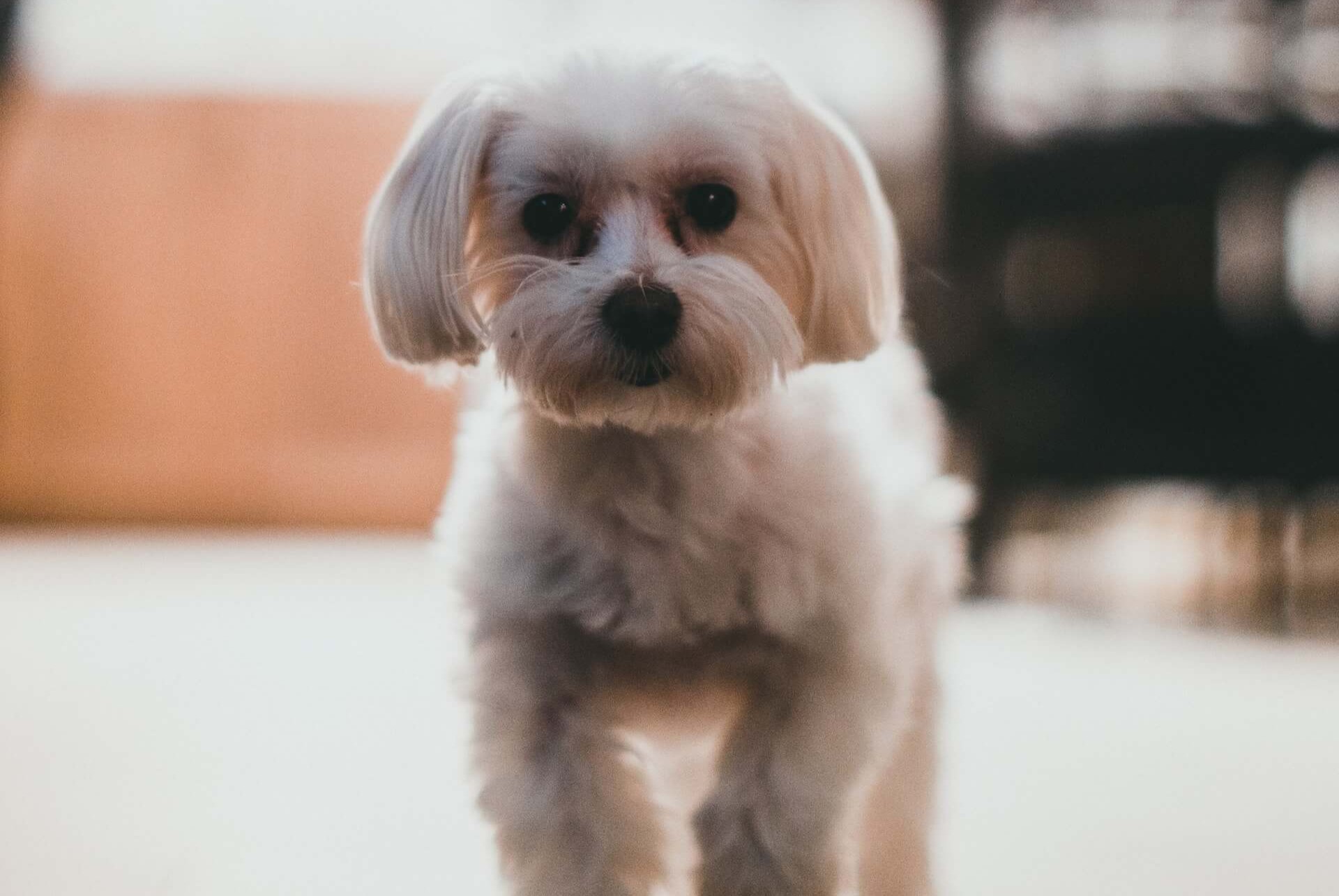 Un Maltés caminando hacia la cámara