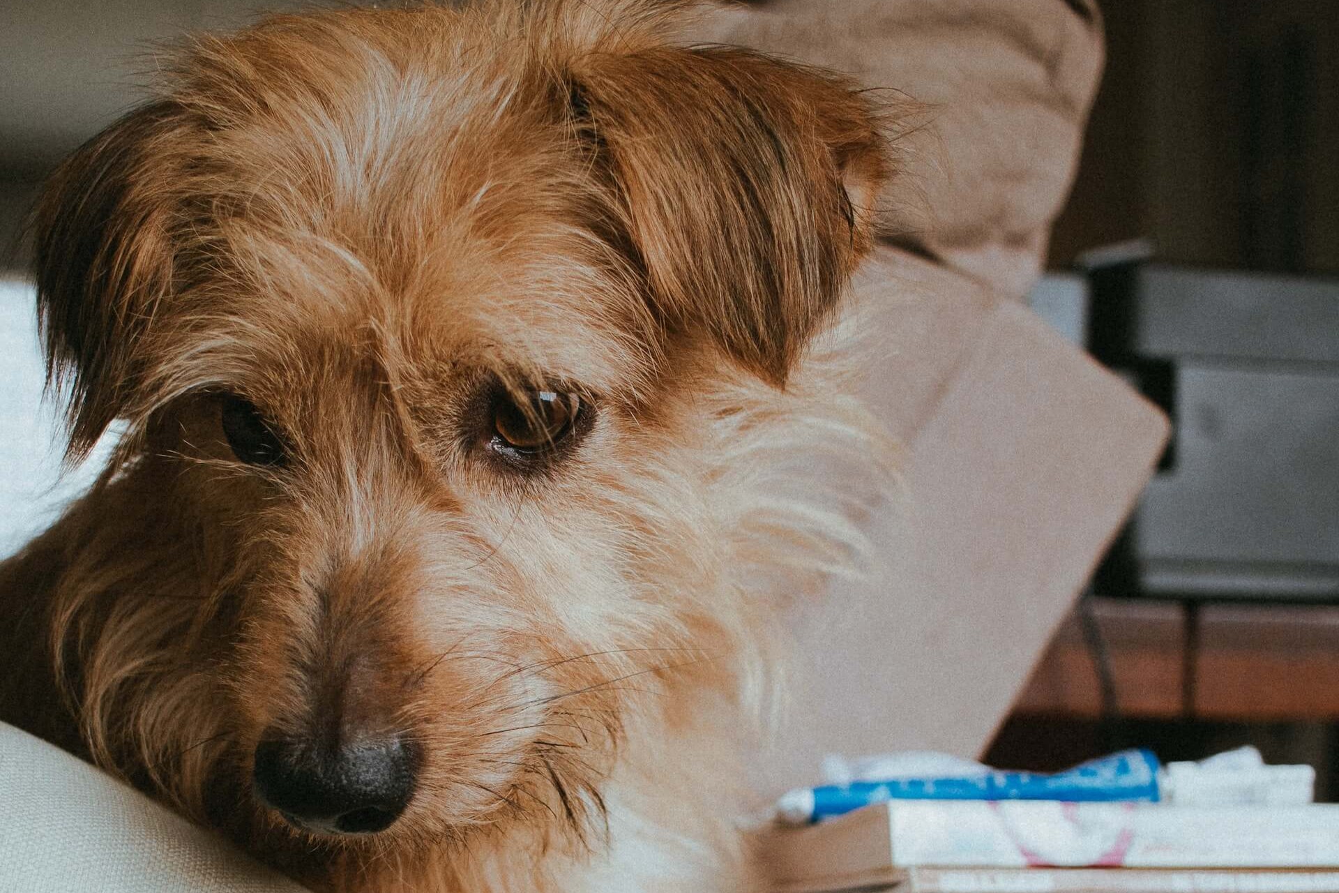 Un Norfolk Terrier sentado en su cama para perros