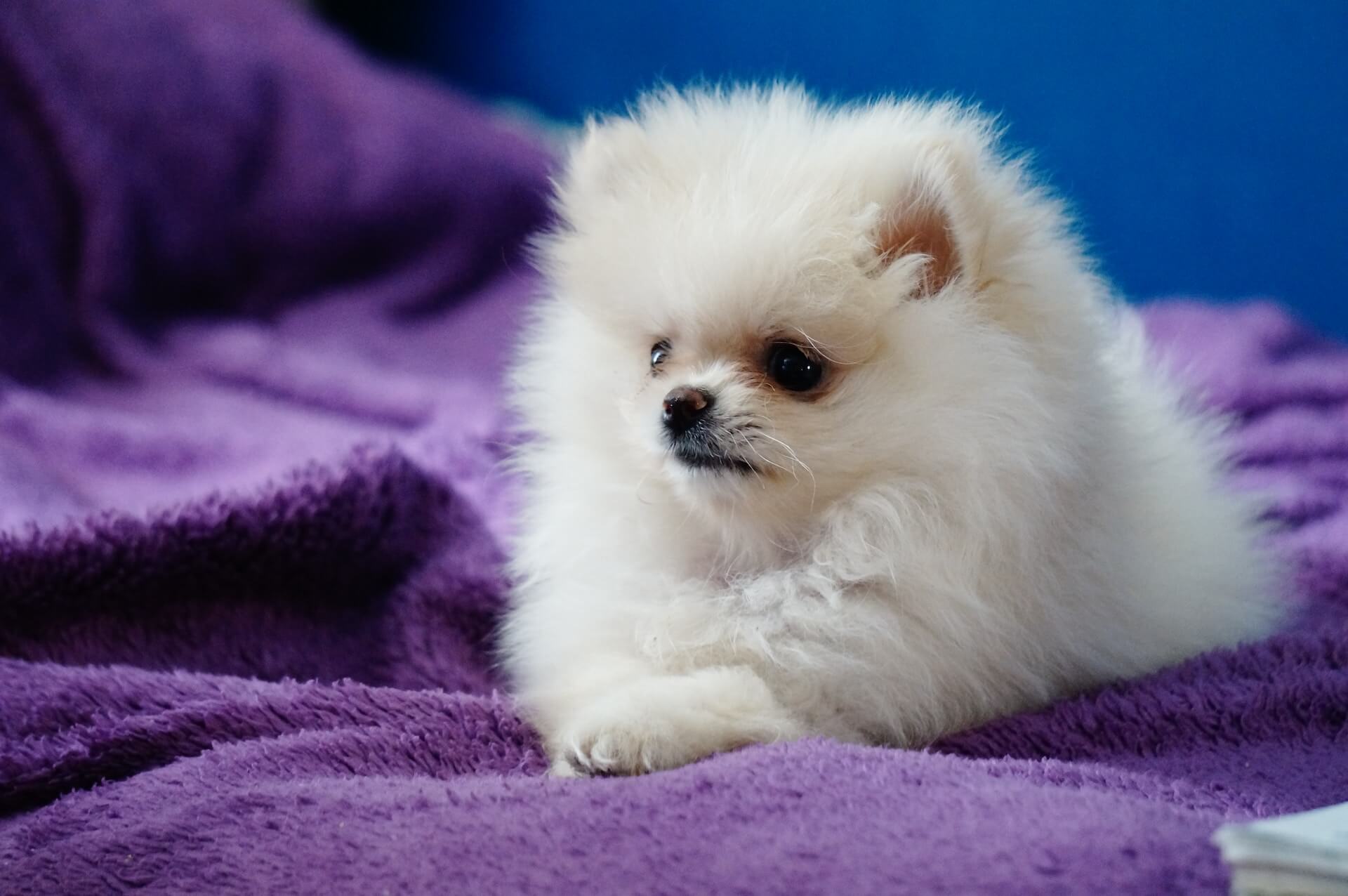 Un Pomerania tumbado en un sofá
