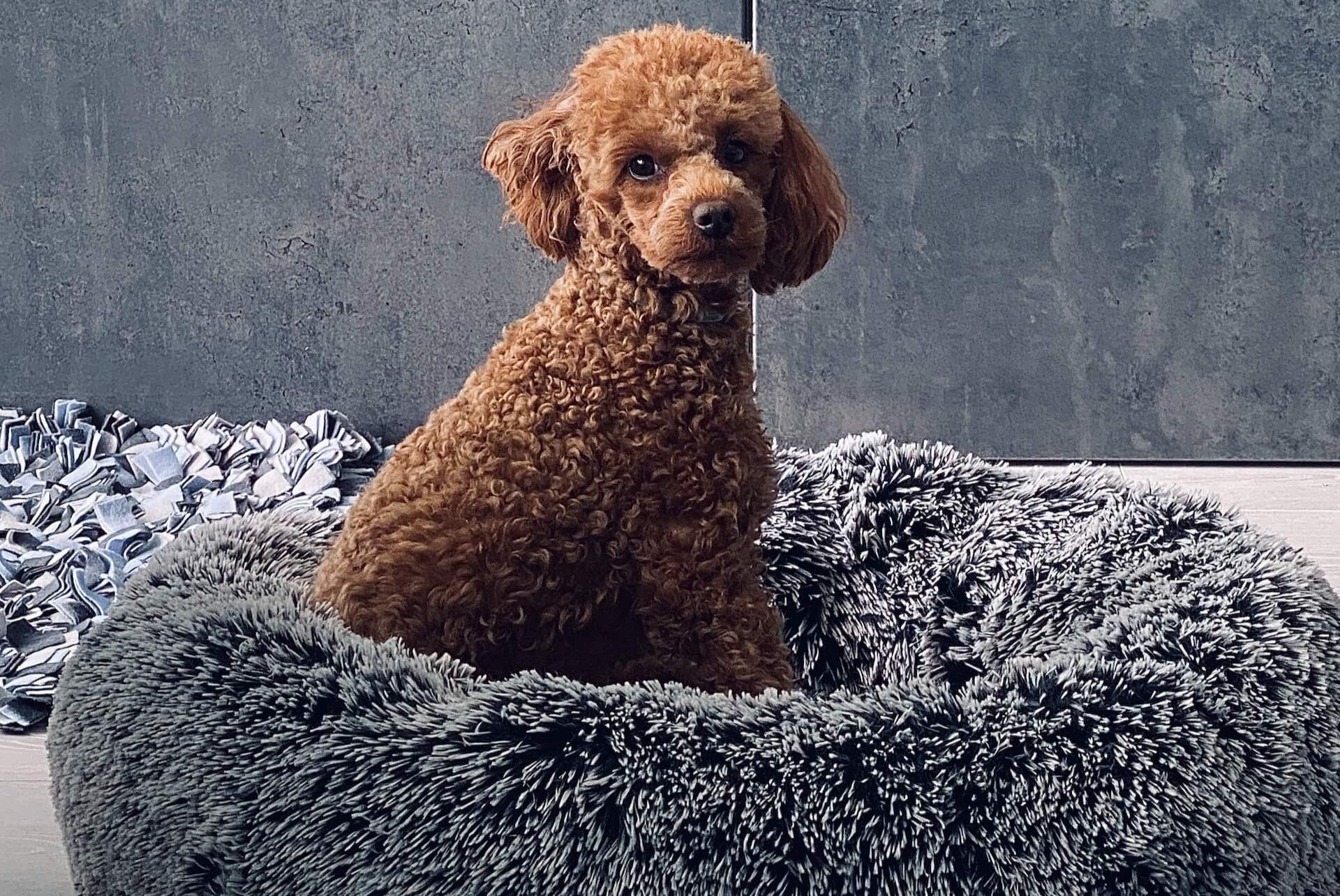 Un Caniche sentado en una cama para perros