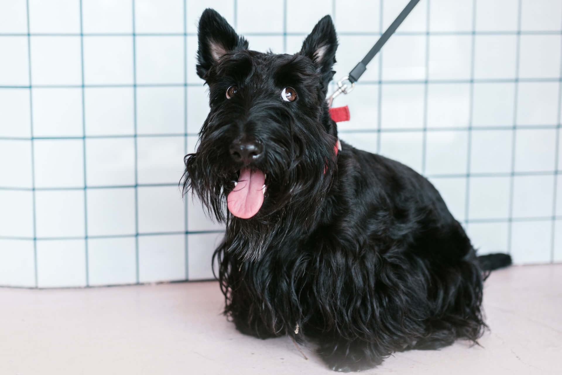 Un Scottish Terrier sentado frente a una pared de azulejos