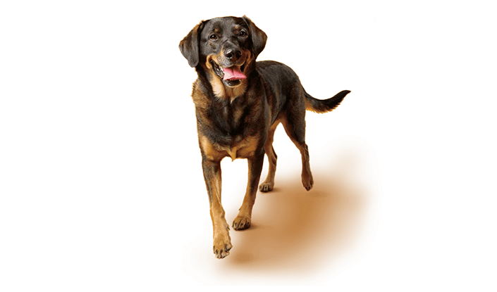 Cruce de Labrador-pastor