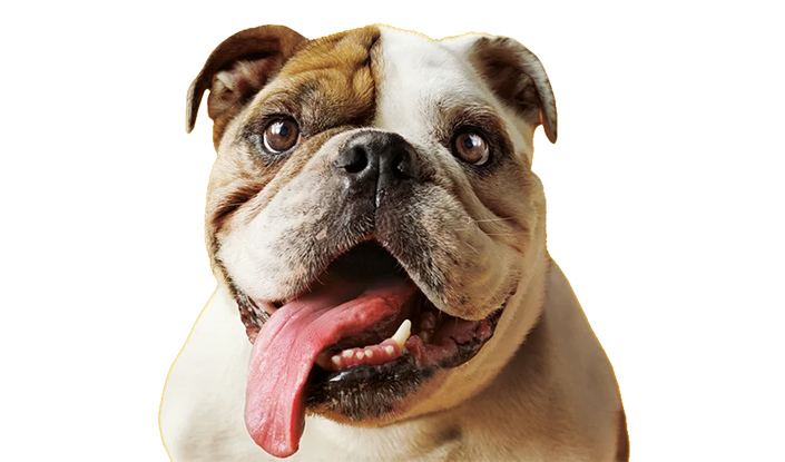 Bulldog inglés blanco y marrón con la lengua fuera
