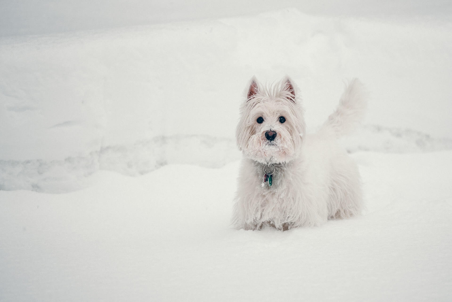 Un West Highland White Terrier en la nieve