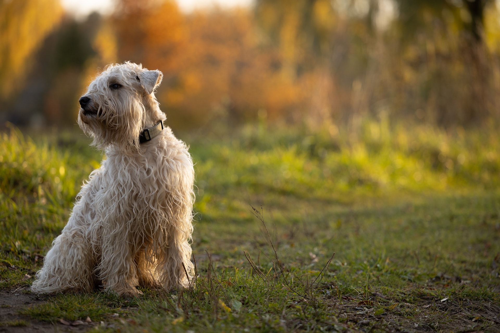 Un Lakeland Terrier sentado en el campo