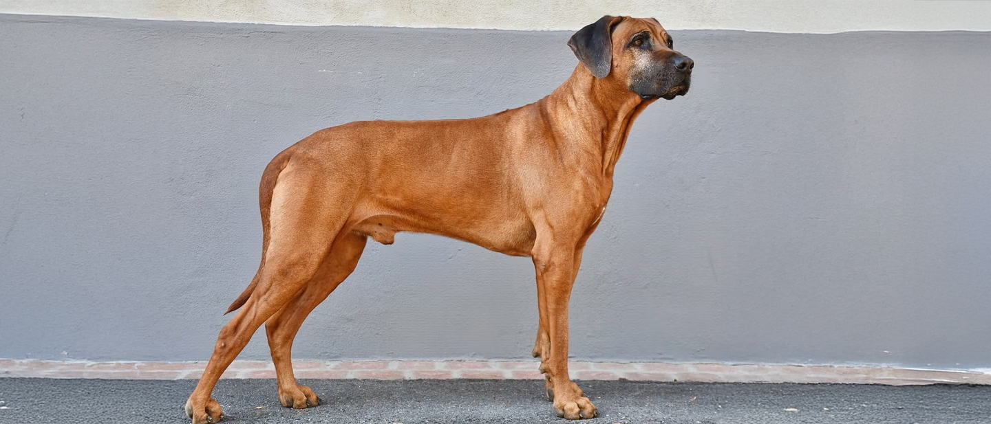 cómo caza el rhodesian ridgeback